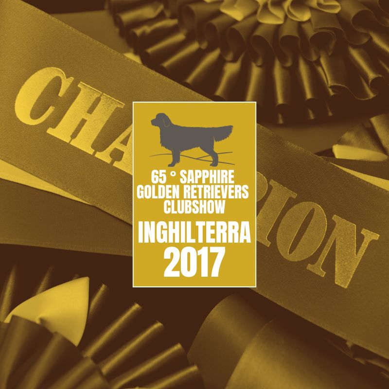LinwoodGoldenRetrievers News Risultati 65 ° Sapphire Golden Retrievers Clubshow anteprimaokOK