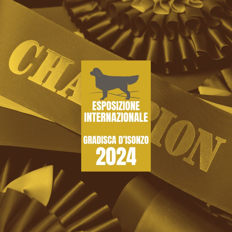 LinwoodGoldenRetrievers News Risultati EsposizioneGradiscaIsonzo2024 imganteprimaOK