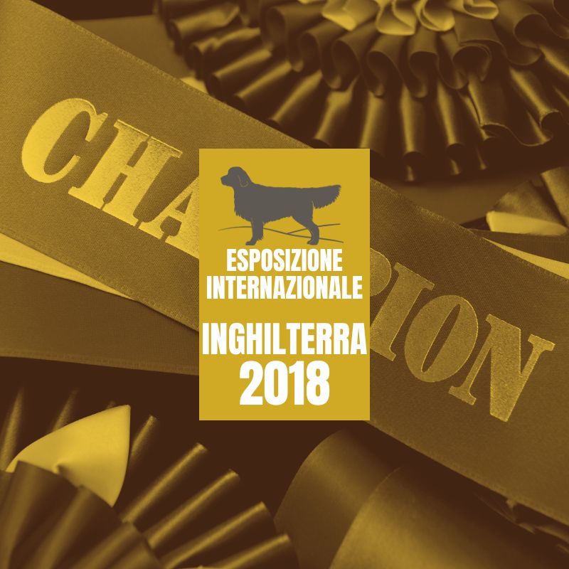LinwoodGoldenRetrievers News Risultati Inghilterra 2018 anteprimaOK