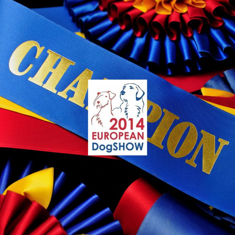 LinwoodGoldenRetrievers News Risultati ottobre 2014 EUROPEAN DOG SHOW 2014 anteprimaOK