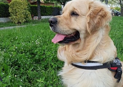 Linwood Golden Retriever Linwood Dardevil 1