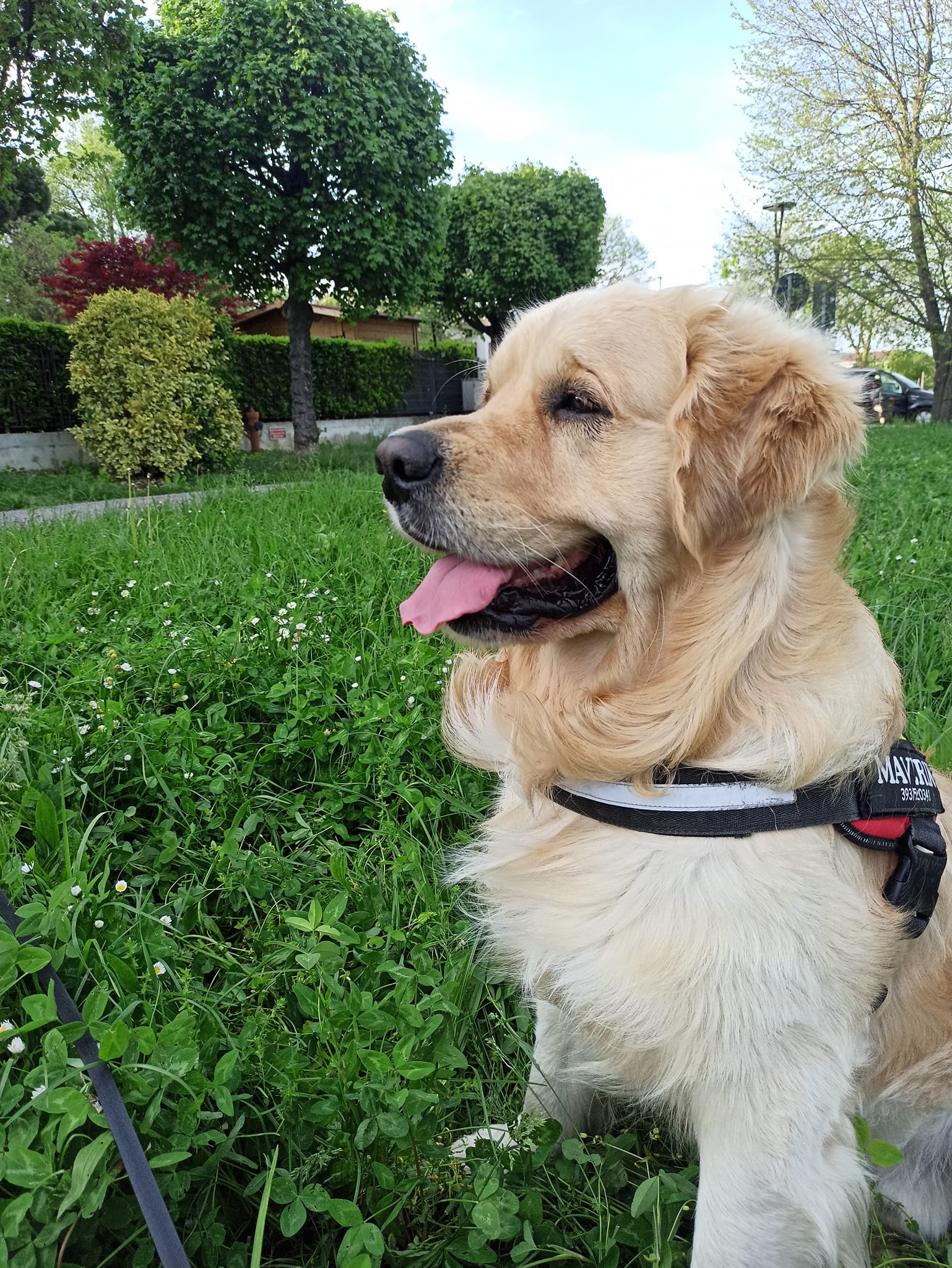 Linwood Golden Retriever_Linwood Dardevil - 1 Linwood Golden Retriever Linwood Dardevil 1