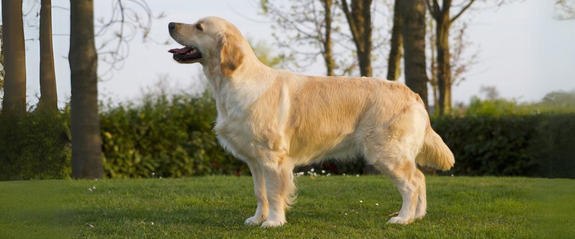 Linwood Golden Retriever_Golden-Junior Italian Ch. Linwood Port Ellen-Header Linwood Golden Retriever Golden Junior Italian Ch. Linwood Port Ellen Header