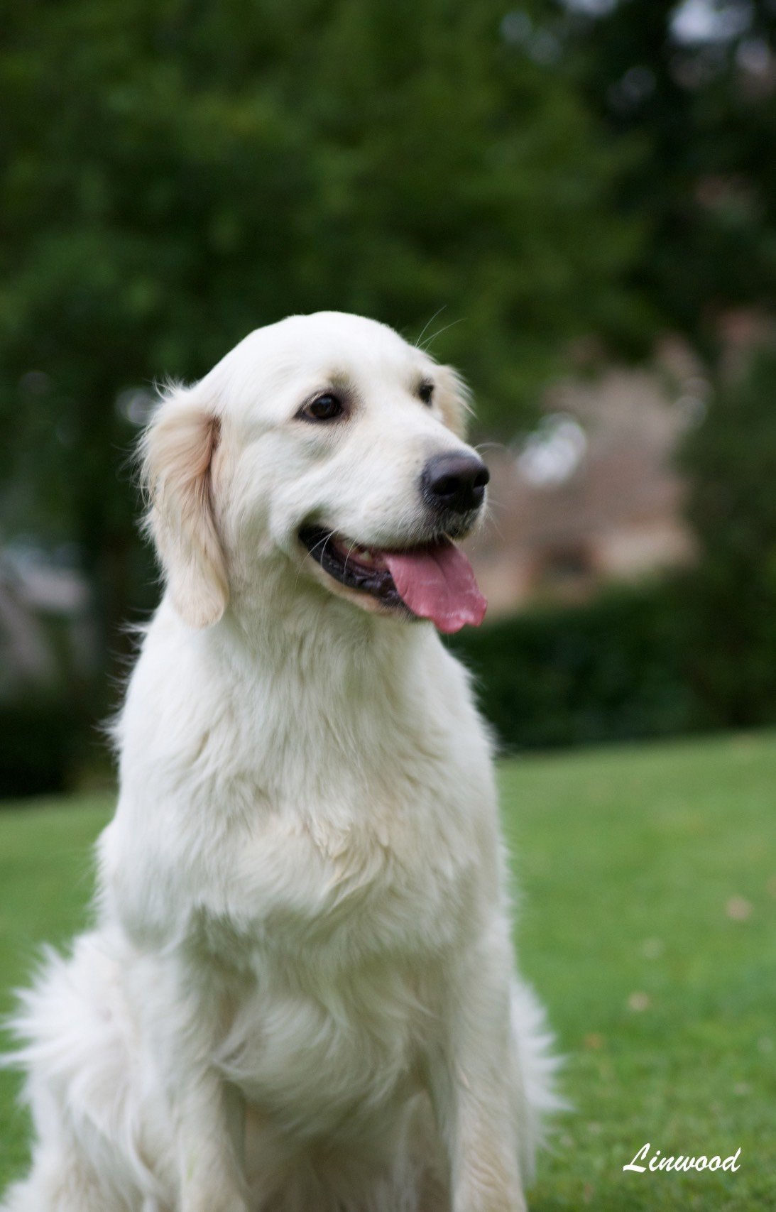 Linwood Golden Retriever_Golden-Linwood Fashion Forward - 2 Linwood Golden Retriever Golden Linwood Fashion Forward 2