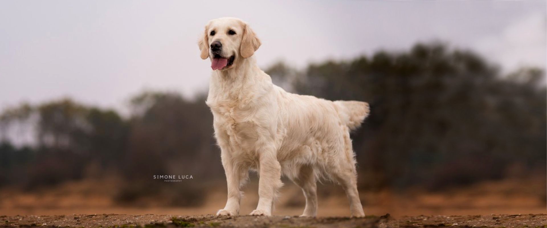 LINWOOD SITO - SHEDE CANI Header (1920 x 800 px) - Linwood Fashi Linwood Golden Retriever Golden Linwood Fashion Forward Header