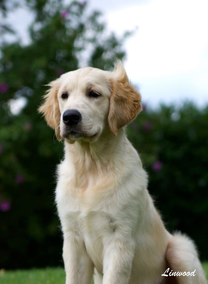 Linwood Golden Retriever_Golden-Linwood She's Got The look - 10 Linwood Golden Retriever Golden Linwood Shes Got The look 10