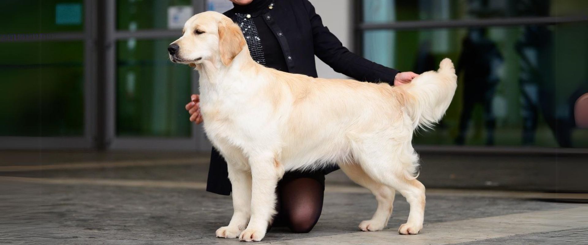 Linwood Golden Retriever_Golden-Linwood She's Got The look - Header Linwood Golden Retriever Golden Linwood Shes Got The look Header
