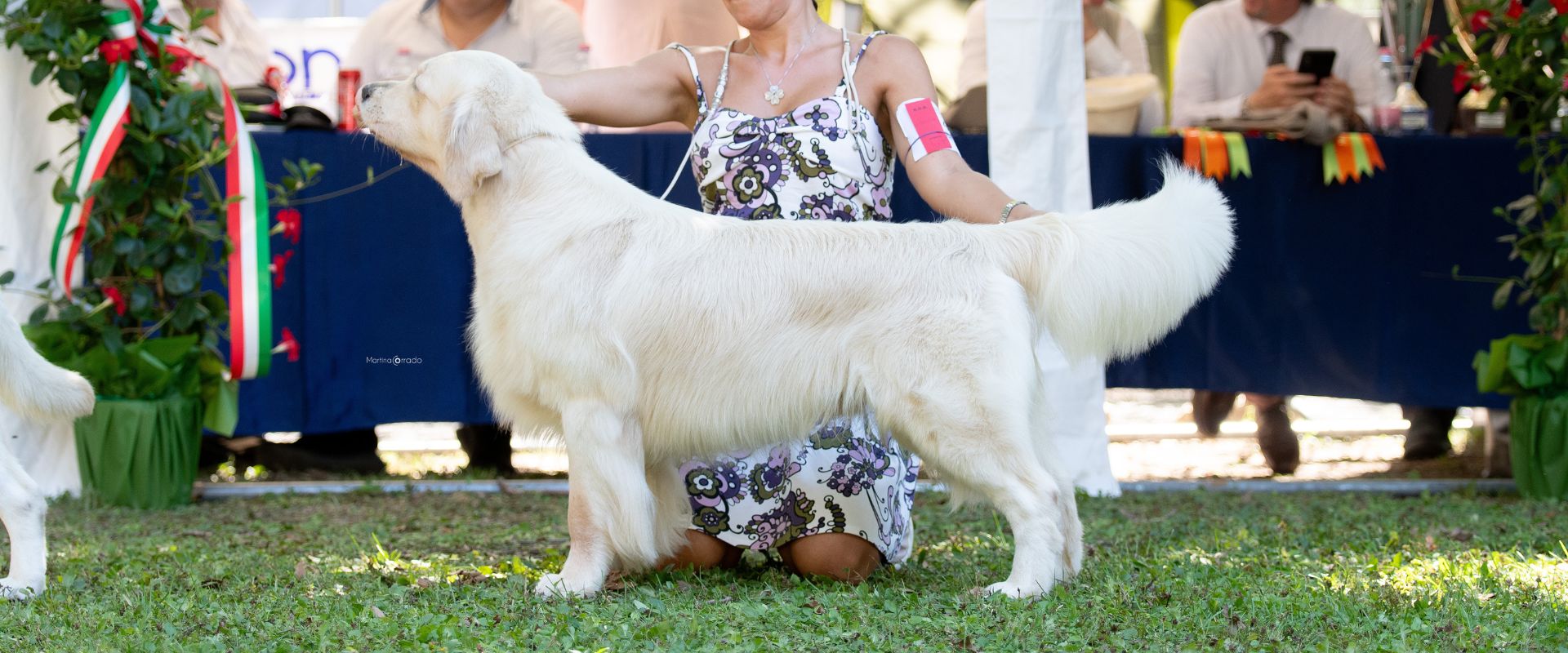Linwood Golden Retriever_Ita.&Slo. Champion Linwood Playwrighter Jr Ch - Header Linwood Golden Retriever Ita.Slo . Champion Linwood Playwrighter Jr Ch Header