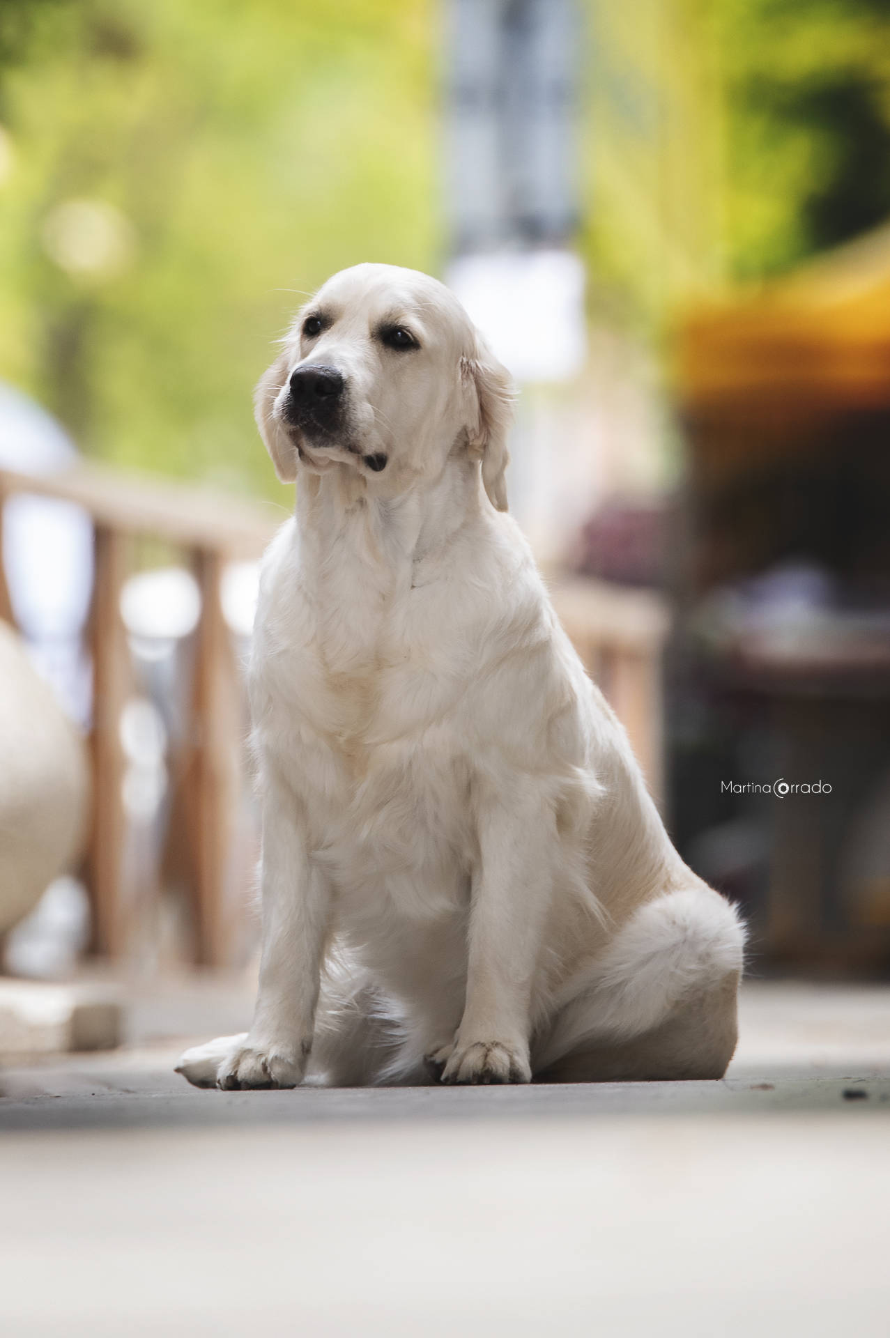 Linwood Golden Retriever_Italian Champion Linwood Hypnotizer Jr Ch. - 5 Linwood Golden Retriever Italian Champion Linwood Hypnotizer Jr Ch. 5
