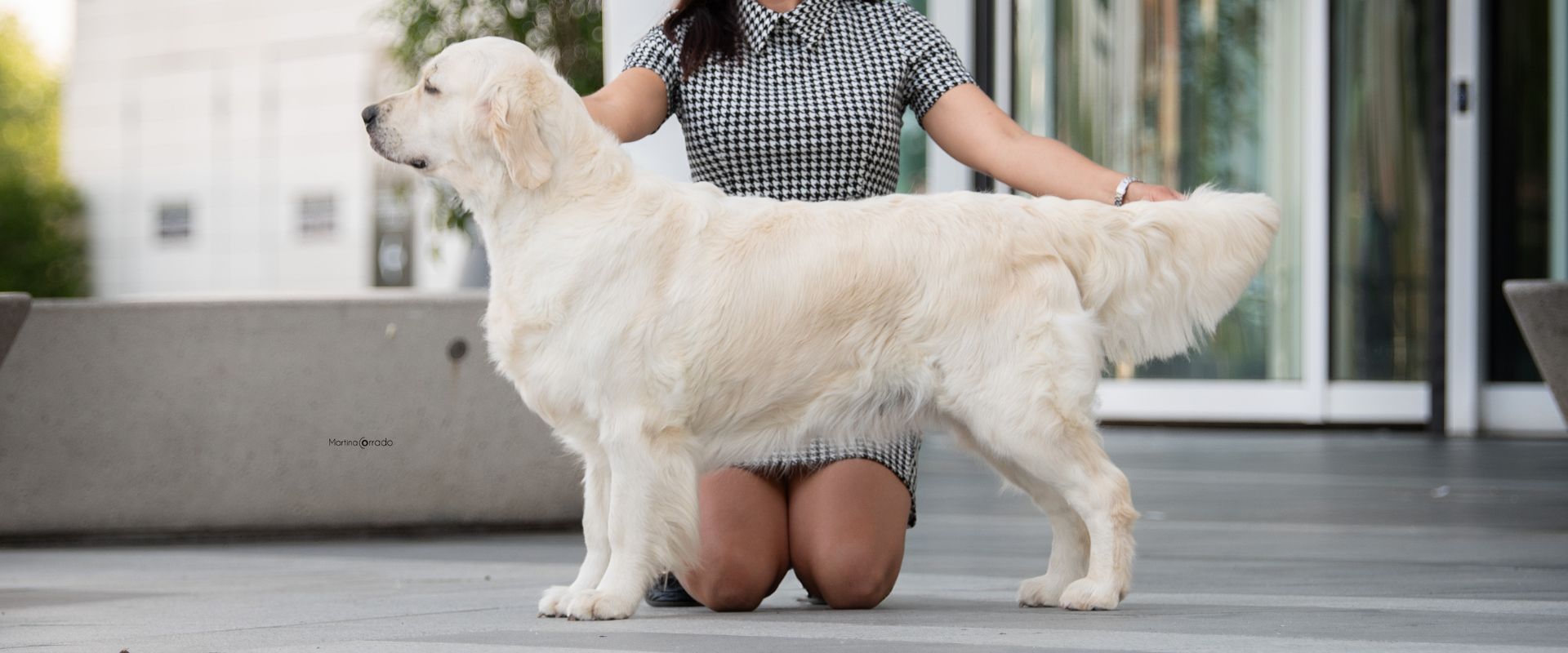 Linwood Golden Retriever_Italian Champion Linwood Hypnotizer Jr Ch. - Header Linwood Golden Retriever Italian Champion Linwood Hypnotizer Jr Ch. Header