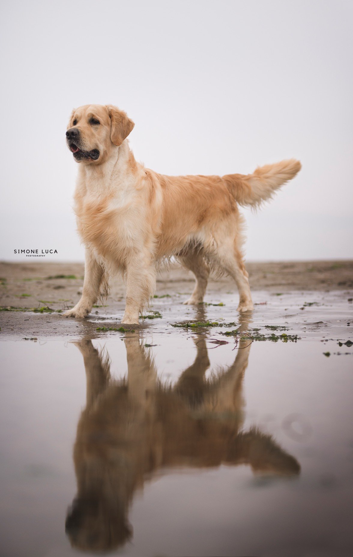 Linwood Golden Retriever_Linwood Talisker - 2 Linwood Golden Retriever Linwood Talisker 2