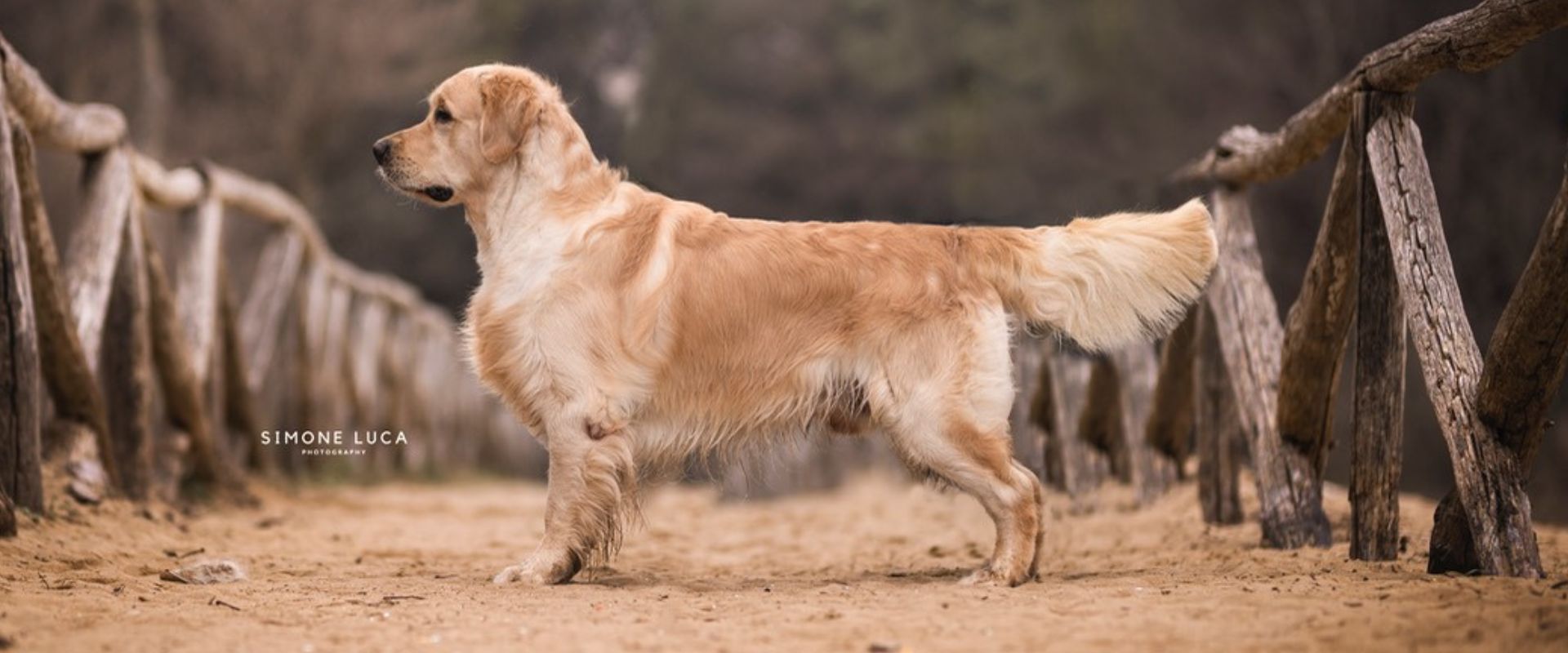 Linwood Golden Retriever_Linwood Talisker - Header Linwood Golden Retriever Linwood Talisker Header