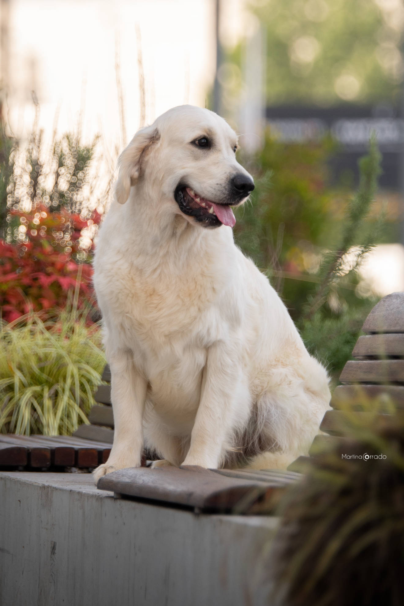 Linwood Golden Retriever_Linwood Versilia - 5 Linwood Golden Retriever Linwood Versilia 5