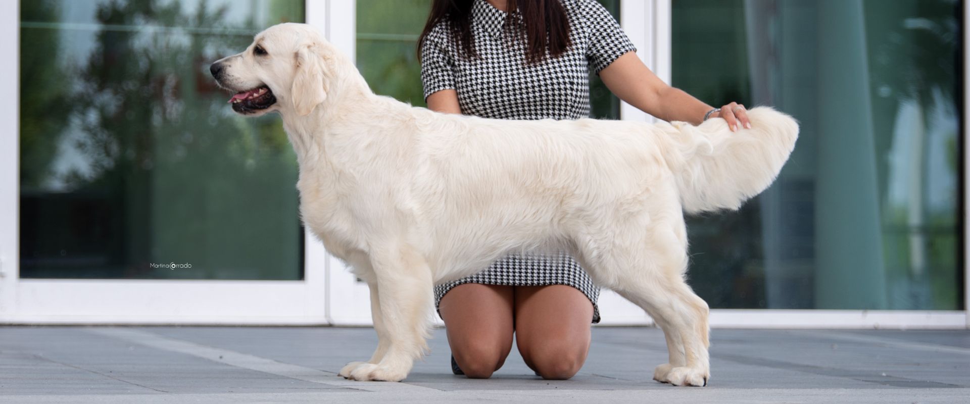 Linwood Golden Retriever_Linwood Versilia - Header Linwood Golden Retriever Linwood Versilia Header