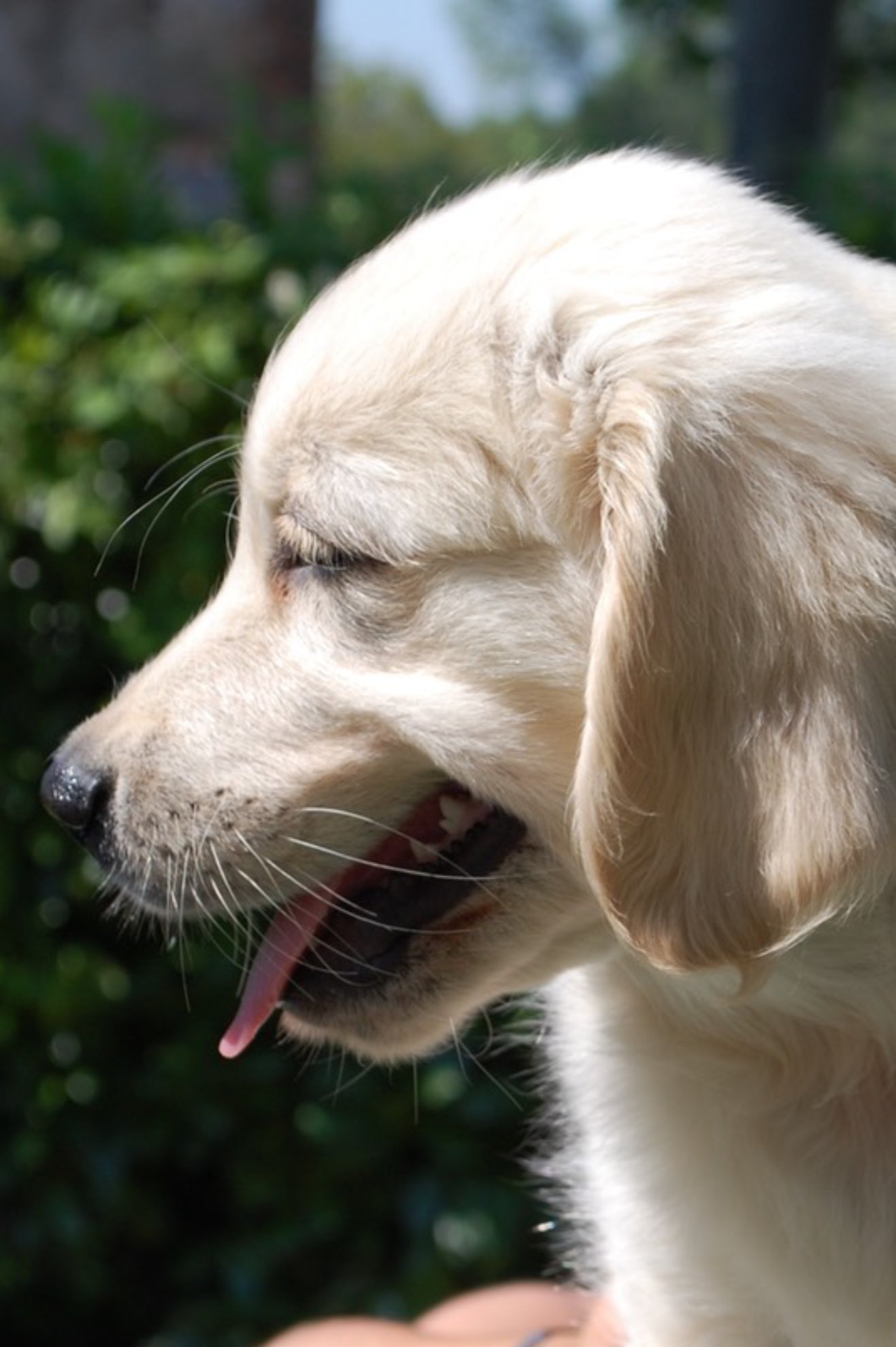 Linwood Golden Retriever_Multi Champion Earl Grey at Jewels Honey - 5 Linwood Golden Retriever Multi Champion Earl Grey at Jewels Honey 5