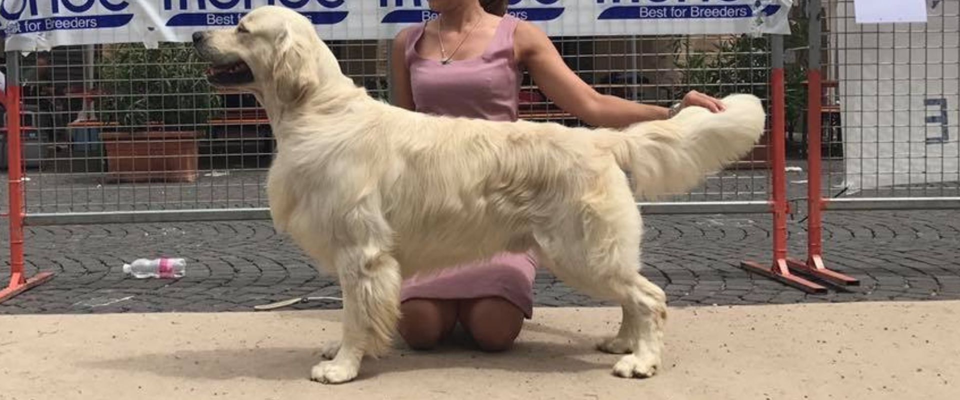 Linwood Golden Retriever_Multi Champion Earl Grey at Jewels Honey - Header Linwood Golden Retriever Multi Champion Earl Grey at Jewels Honey Header