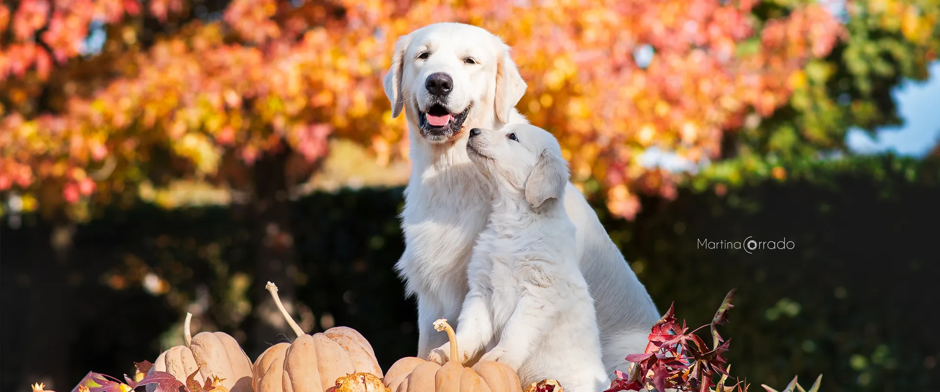 Linwood Golden Retriever_News-Header-Emotional1