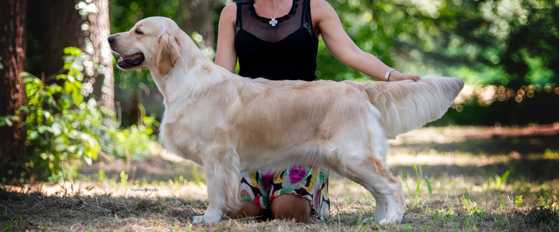 Linwood Golden Retriever_Olvinglay Faloria - Header Linwood Golden Retriever Olvinglay Faloria Header