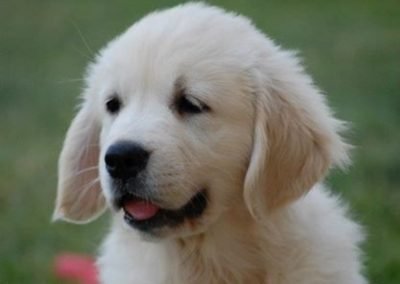 Linwood Golden Retrievers - Margot