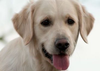 Linwood Golden Retrievers English Breakfast at Chelseas