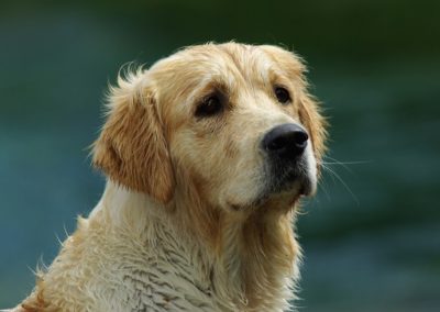 Linwood Golden Retrievers English Breakfast at Chelseas