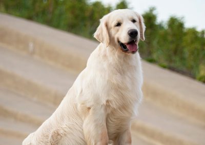 Linwood Golden Retrievers Playwrighter