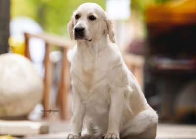 Linwood Golden Retrievers Hypnotizer