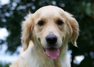 Linwood Golden Retrievers Port Ellen