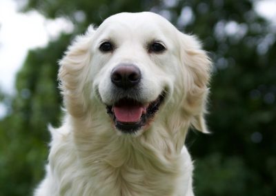 Linwood Golden Retrievers Skye