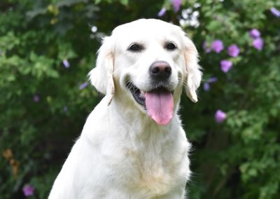 Linwood Golden Retrievers Falangina