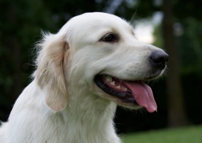 Linwood Golden Retrievers Fashion Forward