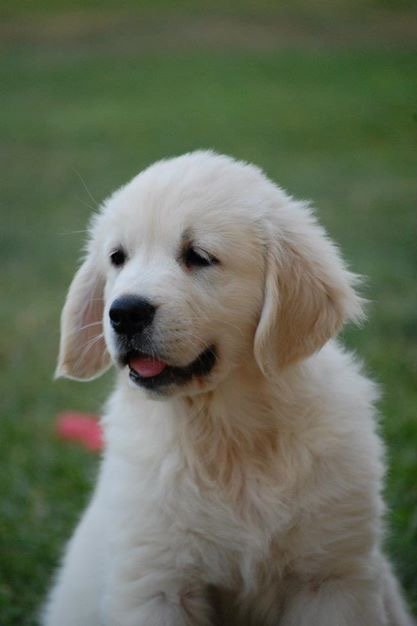 Linwood Golden Retriever_Ch. Ashbury High on Emotion - 1 Linwood Golden Retriever Ch. Ashbury High on Emotion 1