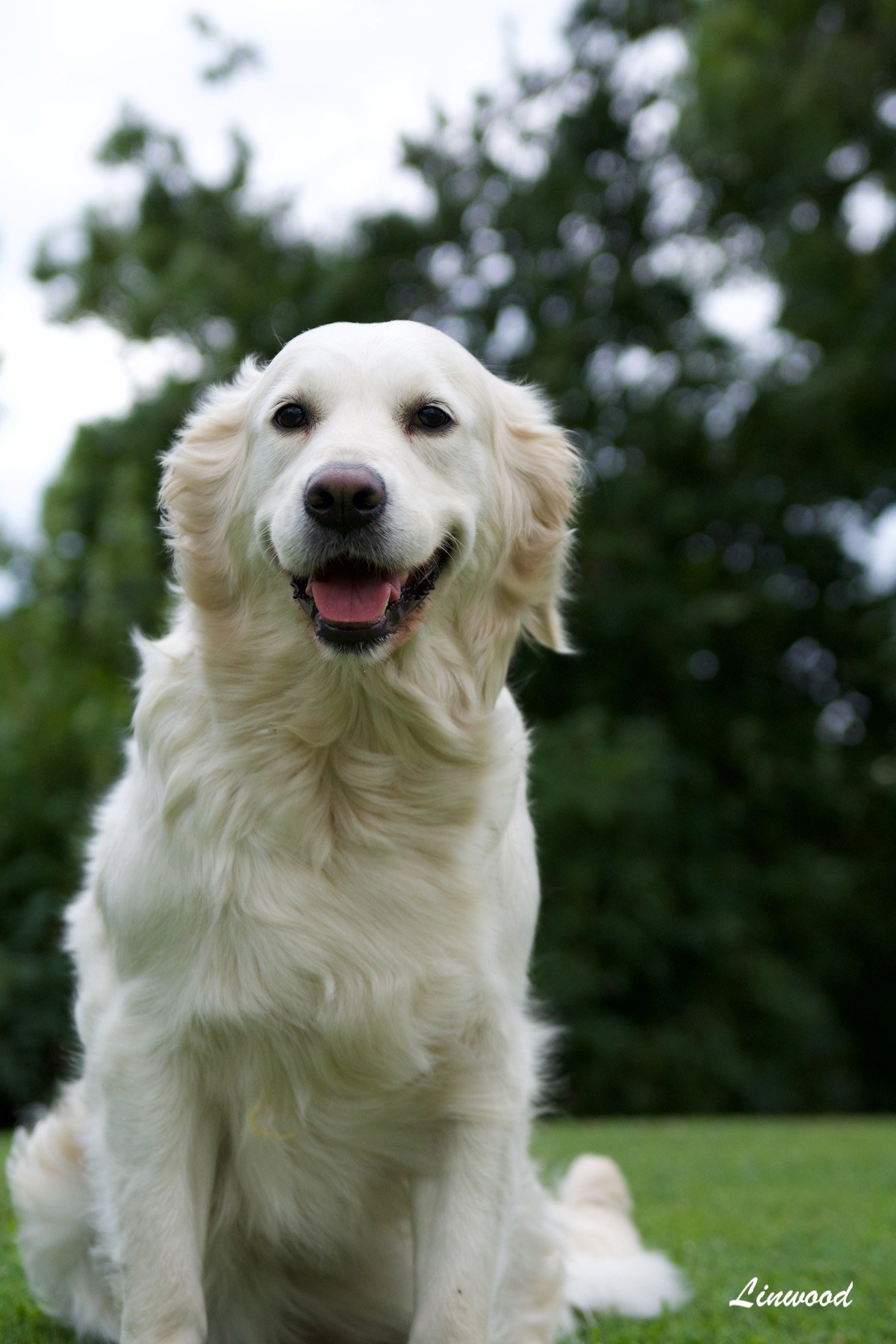 Linwood Golden Retriever_Linirgor Sings the Blues - 1 Linwood Golden Retriever Linirgor Sings the Blues 1