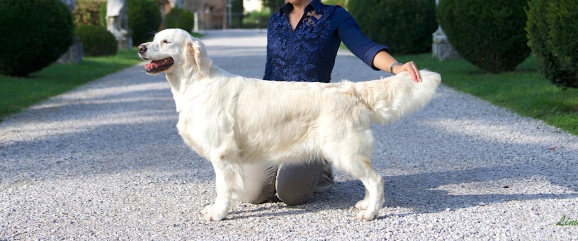 Linwood Golden Retriever_Linirgor Sings the Blues - header Linwood Golden Retriever Linirgor Sings the Blues header