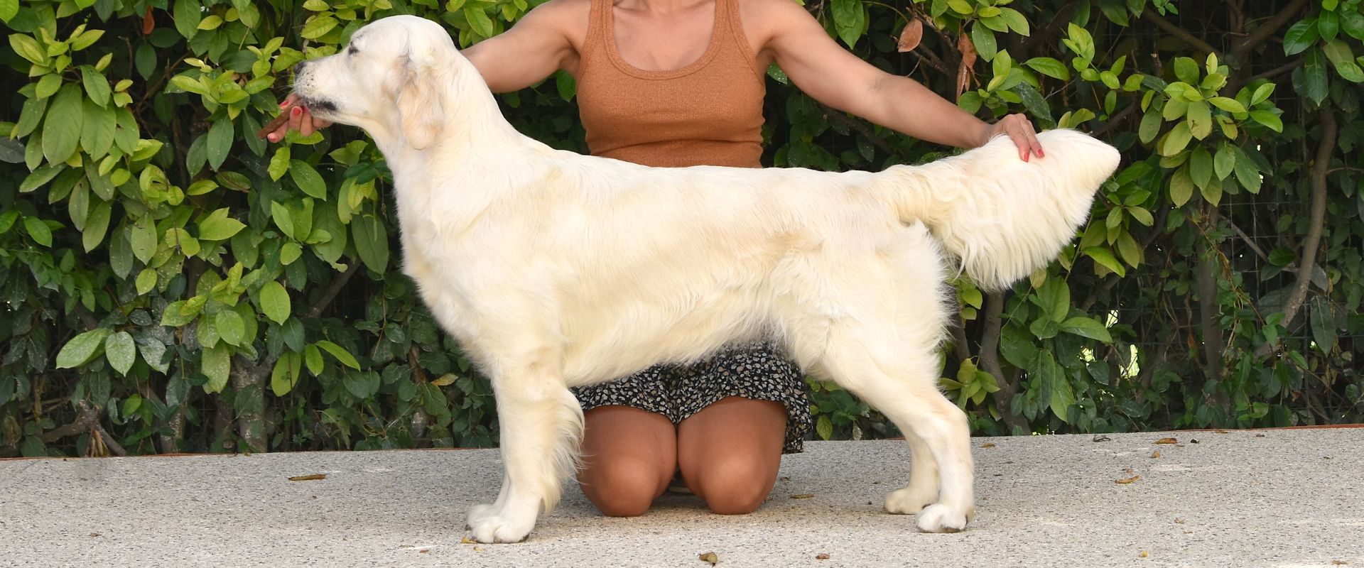 Linwood Golden Retriever_Linwood Falanghina- Header Linwood Golden Retriever Linwood Falanghina Header