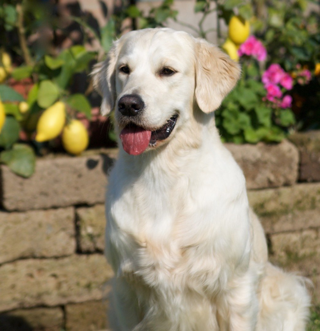 Linwood Golden Retriever_Linwood My Cup of Tea - LYNNE- 7 Linwood Golden Retriever Linwood My Cup of Tea LYNNE 7