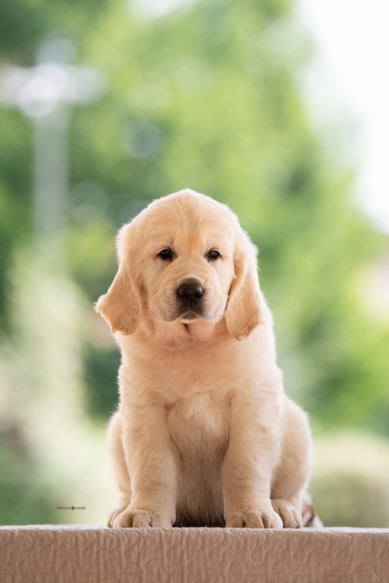 Linwood Golden Retriever_Linwood Seamaster-Theo - 05 Linwood Golden Retriever Linwood Seamaster Theo 05