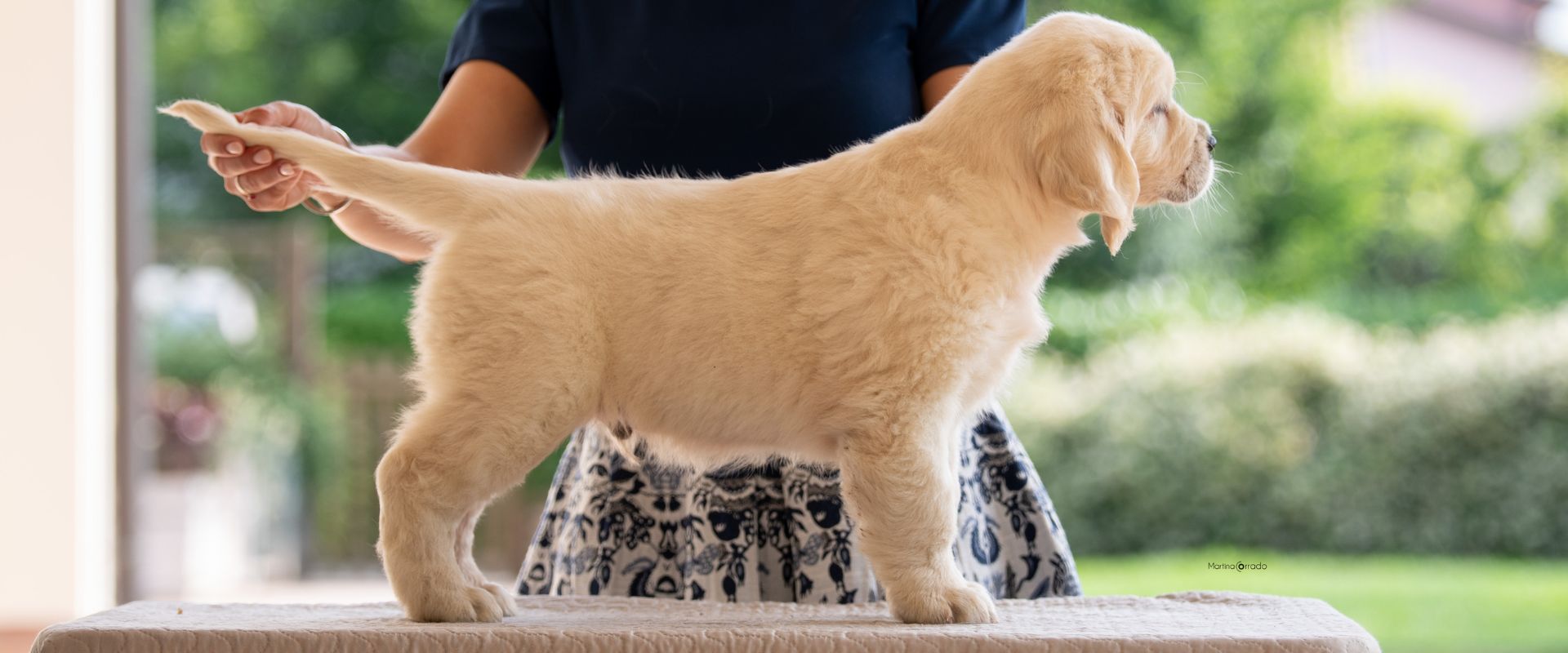 Linwood Golden Retriever_Linwood Seamaster-Theo - Header Linwood Golden Retriever Linwood Seamaster Theo Header