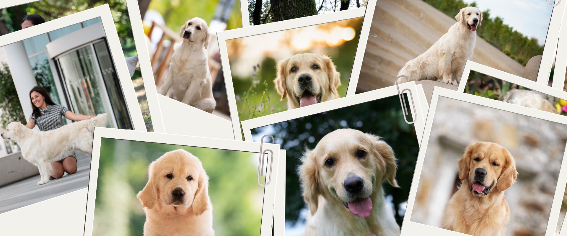 Linwood Golden Retriever_PhotoGallery - Header Linwood Golden Retriever PhotoGallery Header