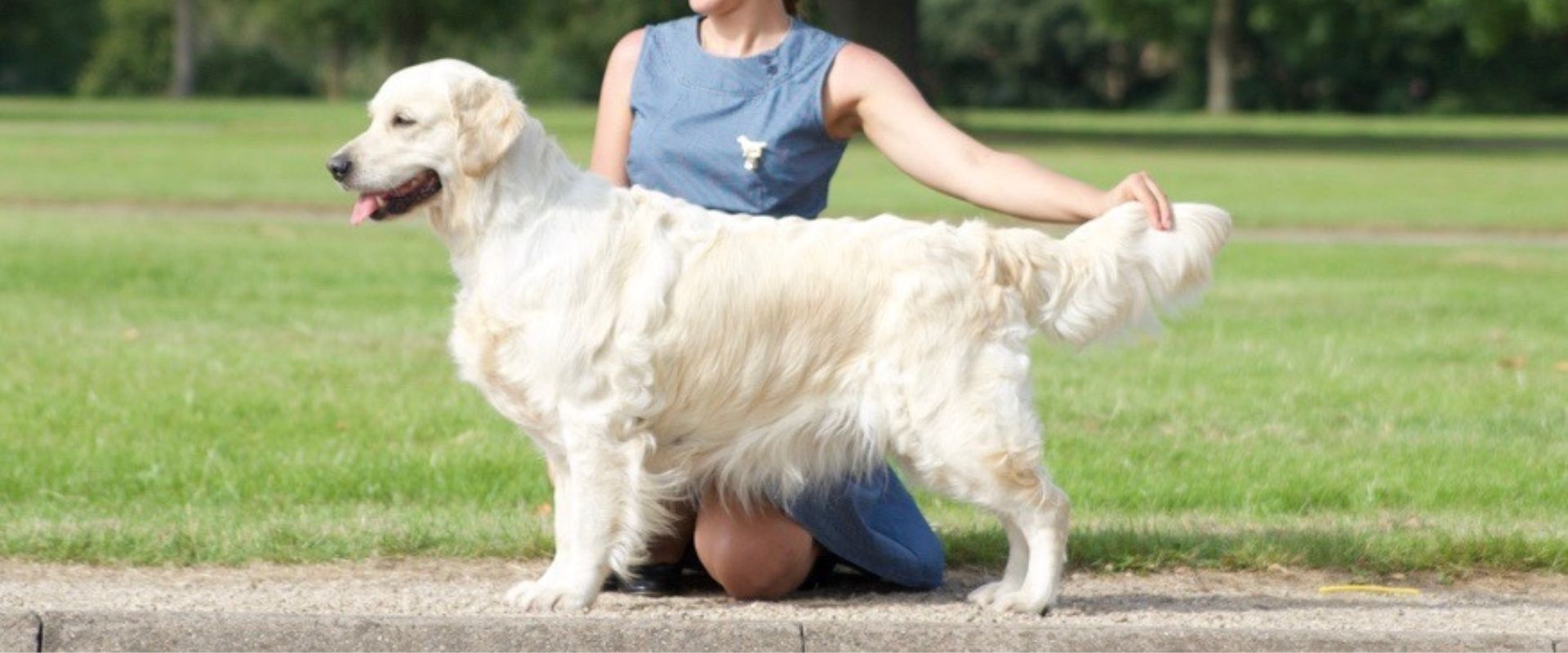 Linwood Golden Retrievers_Ch. English Breakfast at Chelsea’s - Header Linwood Golden Retrievers Ch. English Breakfast at Chelseas Header