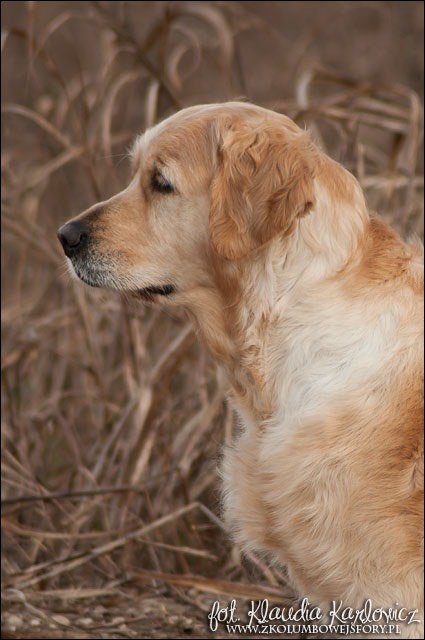 Linwood Golden Retrievers_Ch. Thuaidh Chelsea Bright Crystal-02 Linwood Golden Retrievers Ch. Thuaidh Chelsea Bright Crystal 02