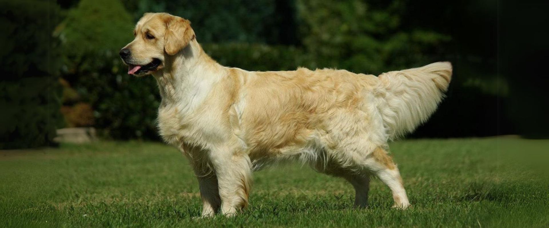 Linwood Golden Retrievers_Ch. Thuaidh Chelsea Bright Crystal - Header Linwood Golden Retrievers Ch. Thuaidh Chelsea Bright Crystal Header