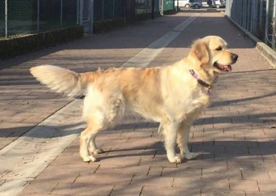 Linwood Golden Retriever_Pretty in Scarlett