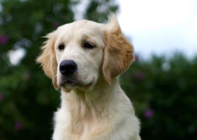 Linwood Golden Retrievers She's Got a Look