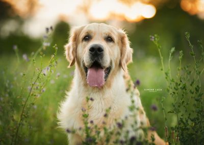Linwood Golden Retrievers Talisker