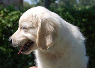 Linwood Golden Retrievers Brando