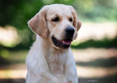 Linwood Golden Retrievers Faloria