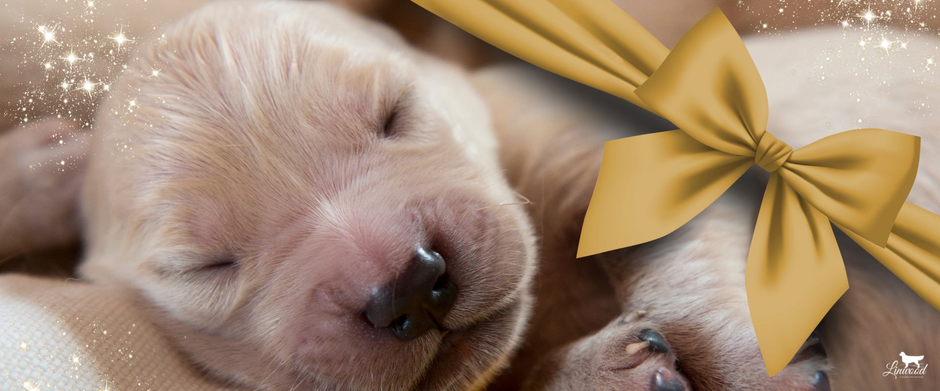 LinwoodGoldenRetrievers_News-Cucciolate-HeaderGenerico cuccioli di golden retriever - giugno 2025