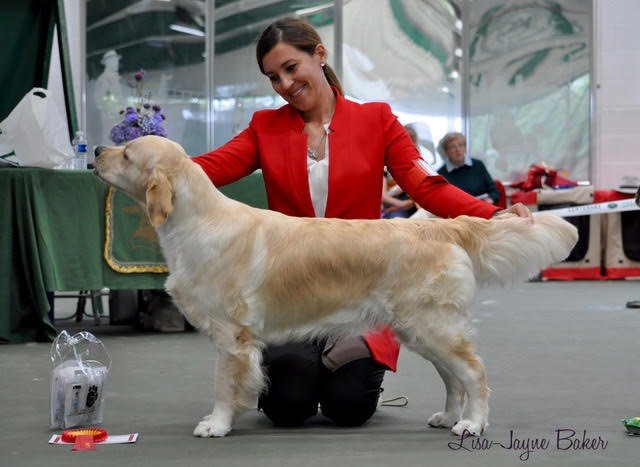 LinwoodGoldenRetrievers_News-Risultati-65 ° Sapphire Golden Retrievers Clubshow-01 LinwoodGoldenRetrievers News Risultati 65 ° Sapphire Golden Retrievers Clubshow 01