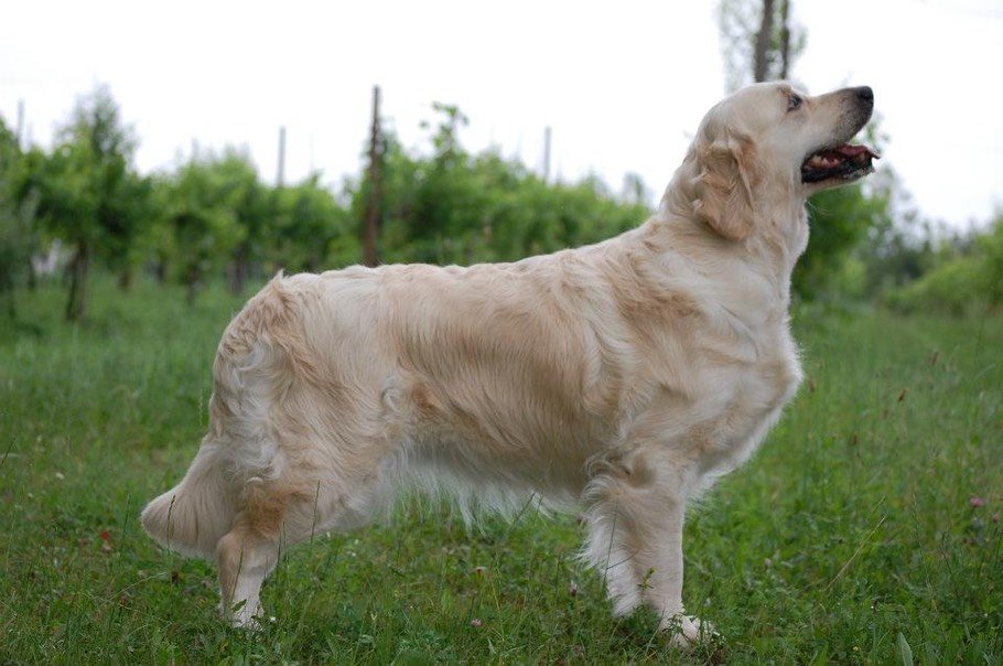 LinwoodGoldenRetrievers_News-Risultati-DogShowSanMarino-2014 LinwoodGoldenRetrievers News Risultati DogShowSanMarino 2014
